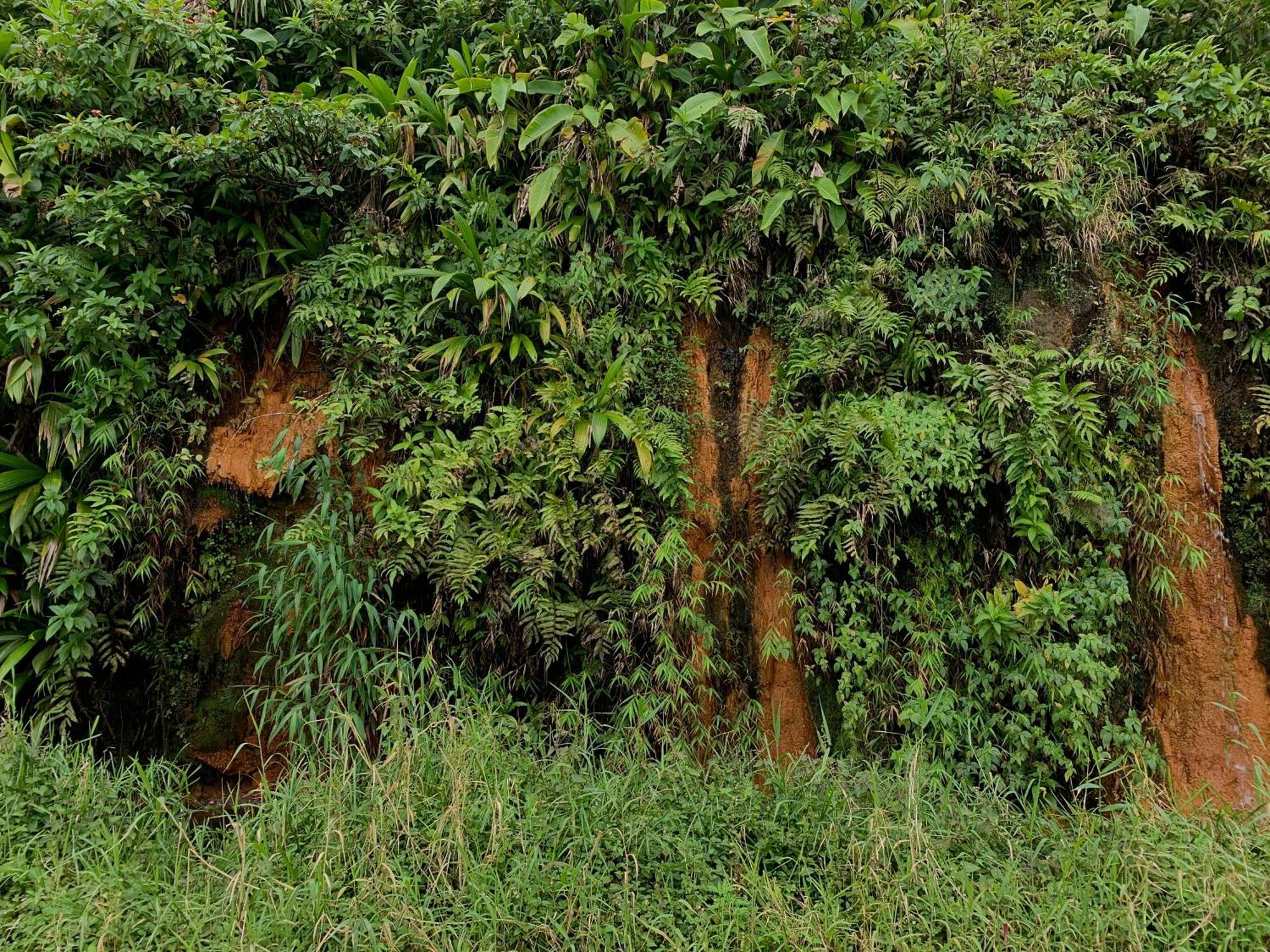 Le Petit Paradis Roseau Exteriör bild