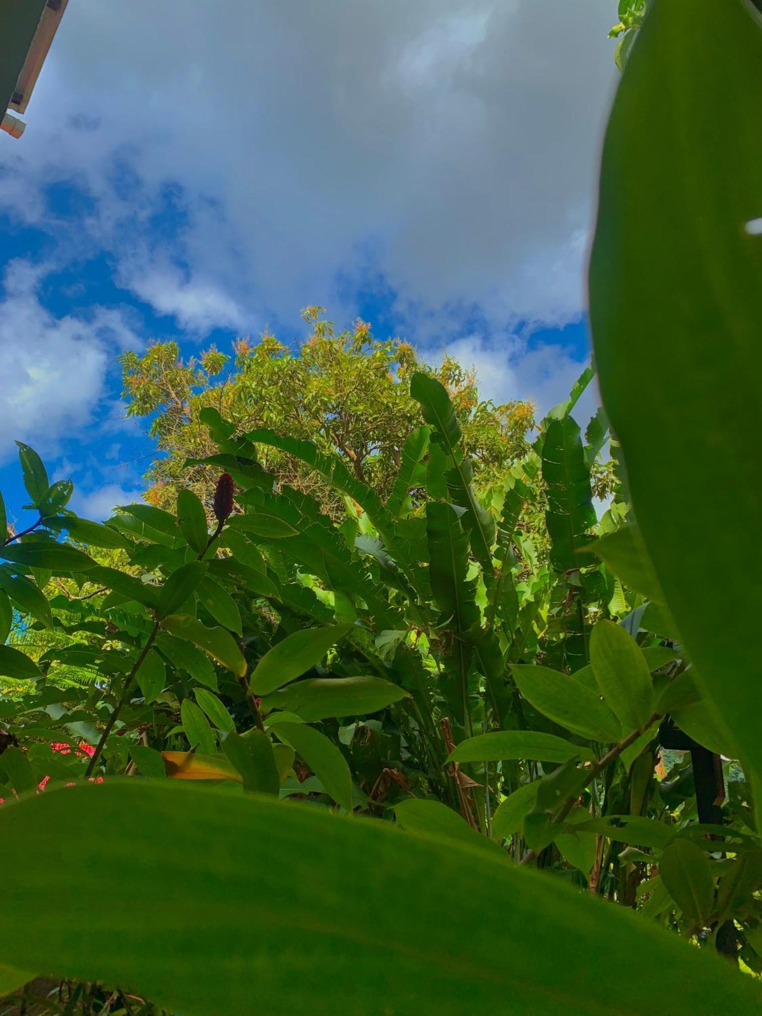 Le Petit Paradis Roseau Exteriör bild