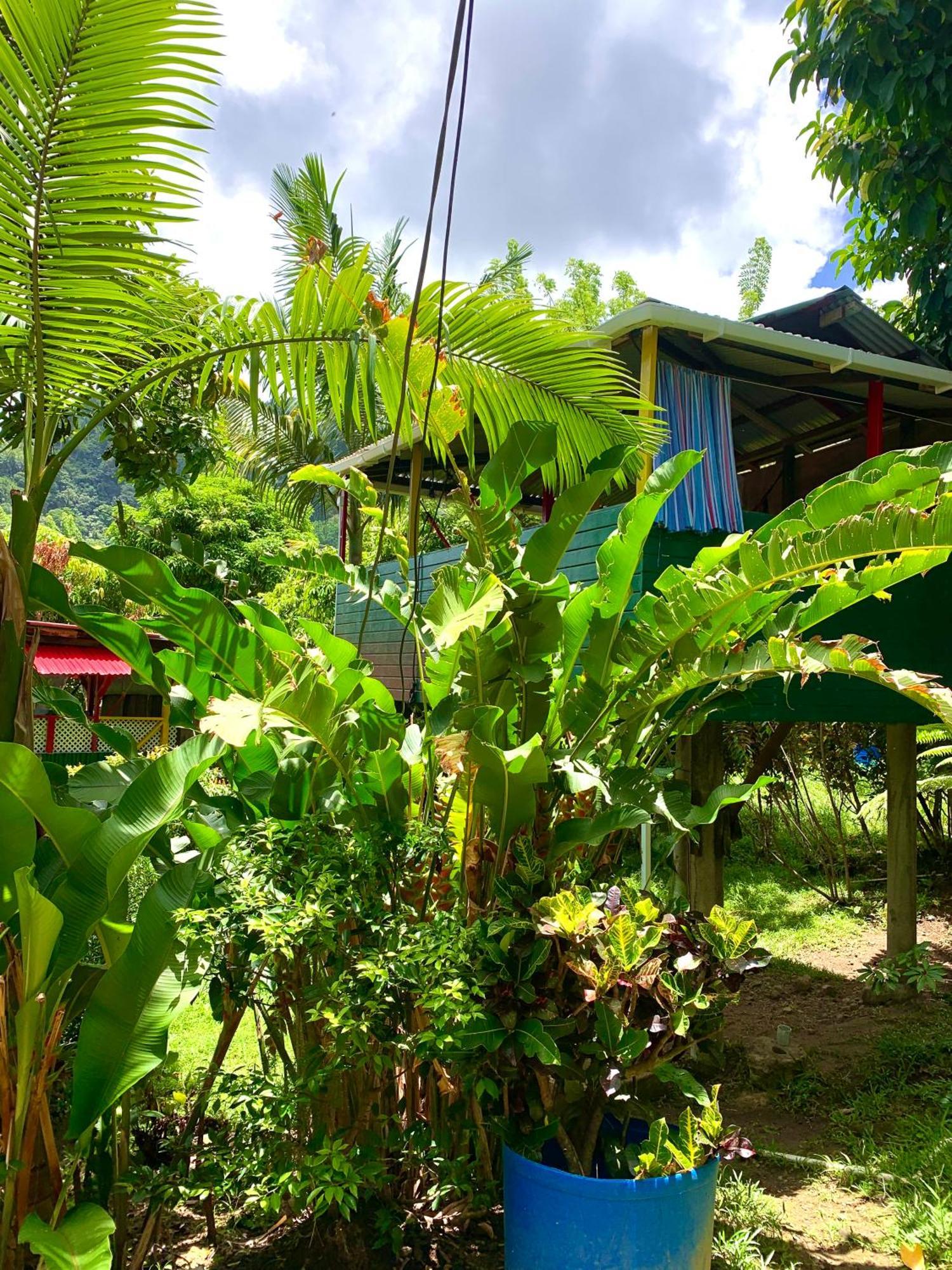 Le Petit Paradis Roseau Exteriör bild